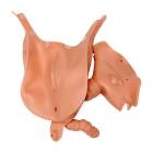 3B Scientific Replacement Vagina Insert for SKINlike™ Gynecologic Skills Trainer - Light Skin Tone