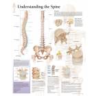 Understanding the Spine Chart