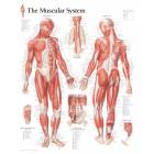 Male Muscular System Chart