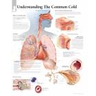Understand The Common Cold Chart
