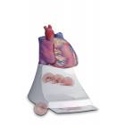 Scientific Publishing 1400M Life Size Healthy Heart Model