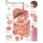 The Digestive System Chart