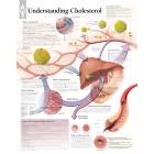 Understanding Cholesterol Chart