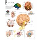 The Brain Chart