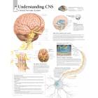 Understanding CNS (Central Nervous System) Chart