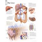 The Liver Chart