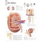 The Kidney Chart