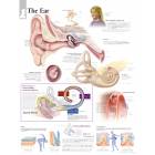 The Ear Chart