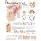 Understanding the Teeth Chart