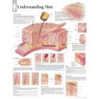 Understanding Skin Chart