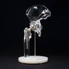 Bone Models™ 390200 Clear Hip Display Model with Generic Implant