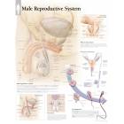 Male Reproductive System Chart