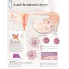 Female Reproductive System Chart