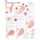 Female Breast Chart - Anatomy, Pathology and Self-Examination - 1001576 -  3B Scientific - VR1556L - Gynaecology posters and charts