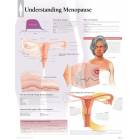 Understanding Menopause Chart