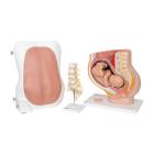 3B Scientific 8000874 Anesthesiology Lab Set