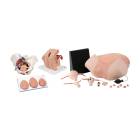 3B Scientific 8000879 Gynecology Lab Set