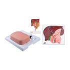 3B Scientific 8000884 Gallbladder Set