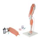 3B Scientific 8000887 Lower Intramuscular Injection Training Set