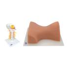3B Scientific 8000891 Cervical Spinal Injection Kit