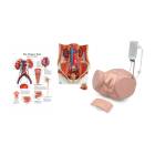 3B Scientific 8000892 Dual Sex Catheterization PRO Set
