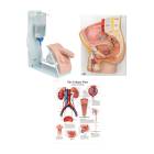 3B Scientific 8000898 Catheterization Basic Kit - Male