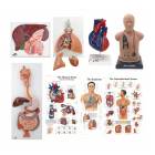 3B Scientific 8000995 Auscultation Training Set