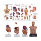 3B Scientific 8000996 Advanced Lab Auscultation Training Set