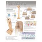 Bone & Bone Growth Laminated