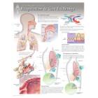 Respiration & Gas Exchange Laminated