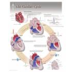 The Cardiac Cycle Laminated