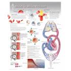 Blood & Blood Pressure Laminated