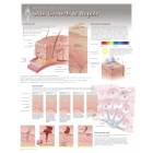 Skin Growth & Repair Laminated