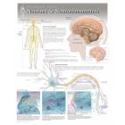 Neurons & Neurotransmitters Laminated