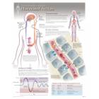 Hormonal Action Laminated