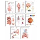 Human Anatomy Chart Pack