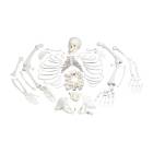 Disarticulated Full Skeleton with 3 Part Skull
