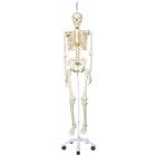 Stan the Standard Skeleton on Hanging Roller Stand