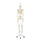 3B Scientific A10-1 Stan the Standard Skeleton on Hanging Roller Stand - 3B Smart Anatomy