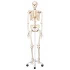 Stan the Standard Skeleton on Pelvic Mounted Roller Stand