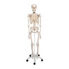 3B Scientific Model A10 Stan the Standard Skeleton on Pelvic Mounted Roller Stand - 3B Smart Anatomy