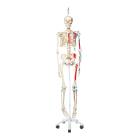 3B Scientific A11-1 Max the Muscle Skeleton on Hanging Roller Stand - 3B Smart Anatomy