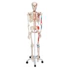 3B Scientific A11 Max the Muscle Skeleton on Pelvic Mounted Roller Stand - 3B Smart Anatomy