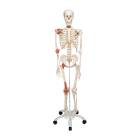 3B Scientific A12 Leo the Ligament Skeleton on Pelvic Mounted Roller Stand - 3B Smart Anatomy