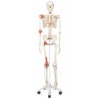 Leo the Ligament Skeleton on Pelvic Mounted Roller Stand