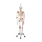 3B Scientific A13/1 Sam the Super Skeleton with Muscles & Ligaments on Hanging Roller Stand - 3B Smart Anatomy