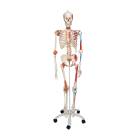 3B Scientific A13 Sam the Super Skeleton with Muscles & Ligaments on Pelvic Mounted Roller Stand