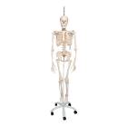 Phil the Physiological Flexible Skeleton on Hanging Roller Stand