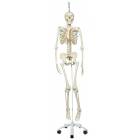 Frank the Functional Flexible Skeleton on Hanging Roller Stand