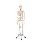 Frank the Functional Flexible Skeleton on Hanging Roller Stand